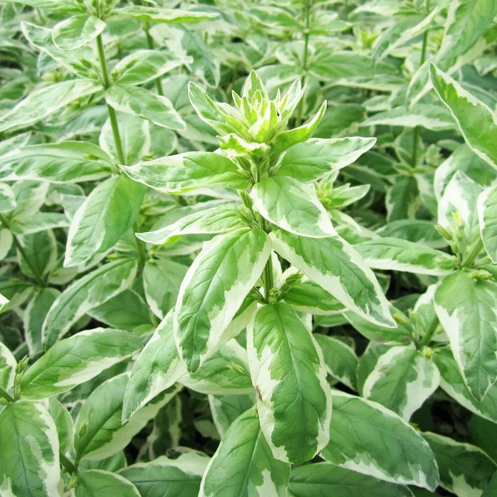 Lysimachia Punctata Alexander Aquatic Pond Plant - Golkden Candles