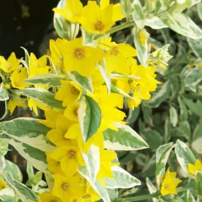 Lysimachia Punctata Alexander Aquatic Pond Plant - Golkden Candles