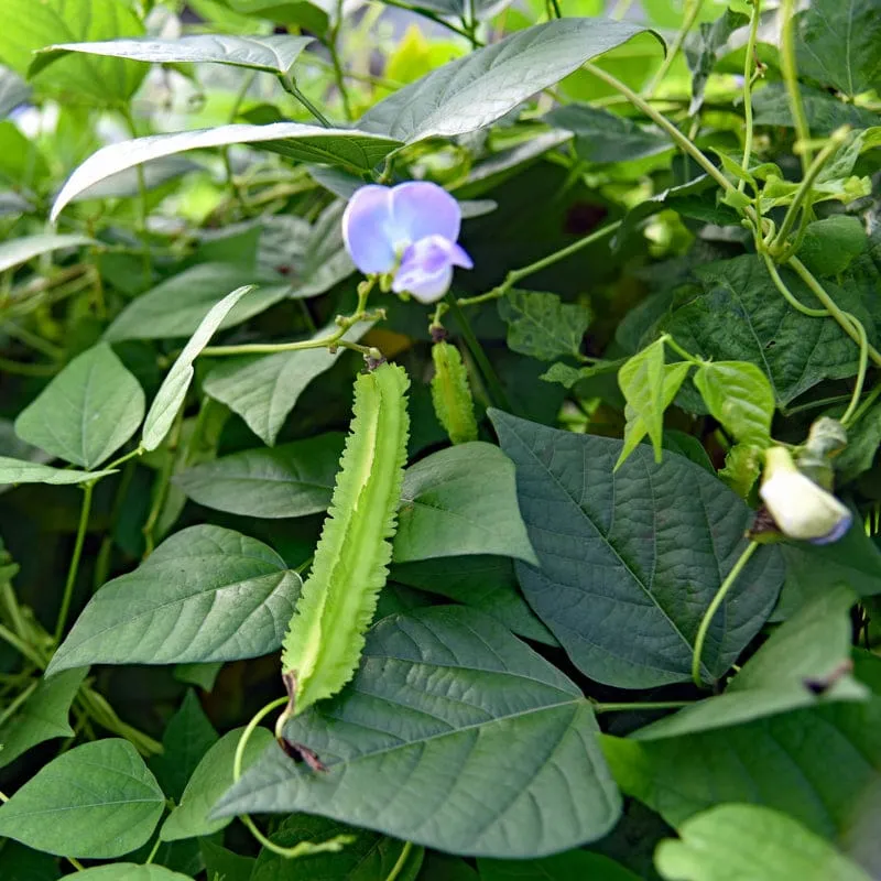 Winged Bean (75 days)